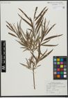 Foto von Salix viminalis L.